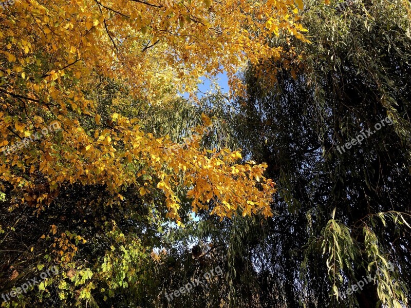 Fall Foliage Colorful Golden Autumn Emerge Yellow