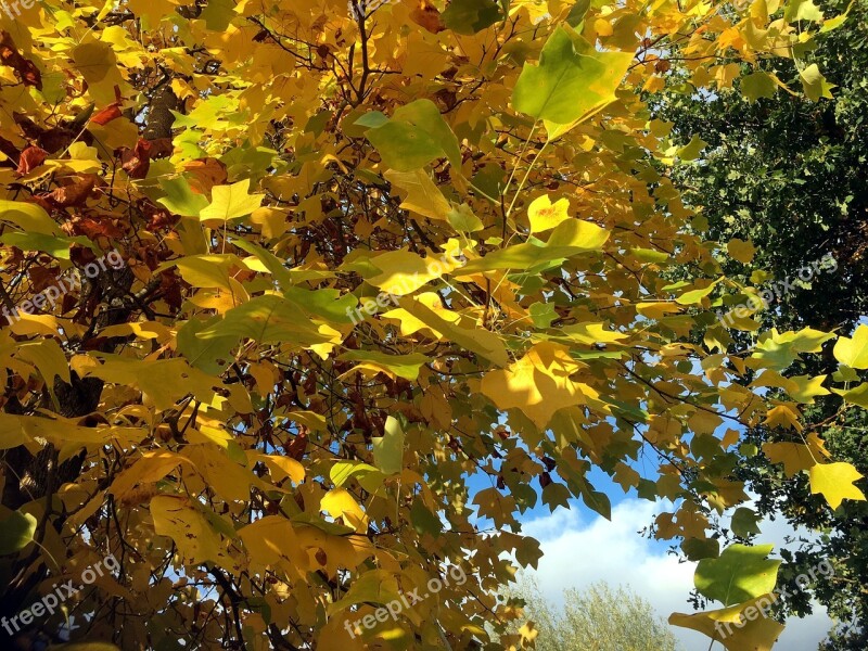 Fall Foliage Yellow Golden October Colorful Tree