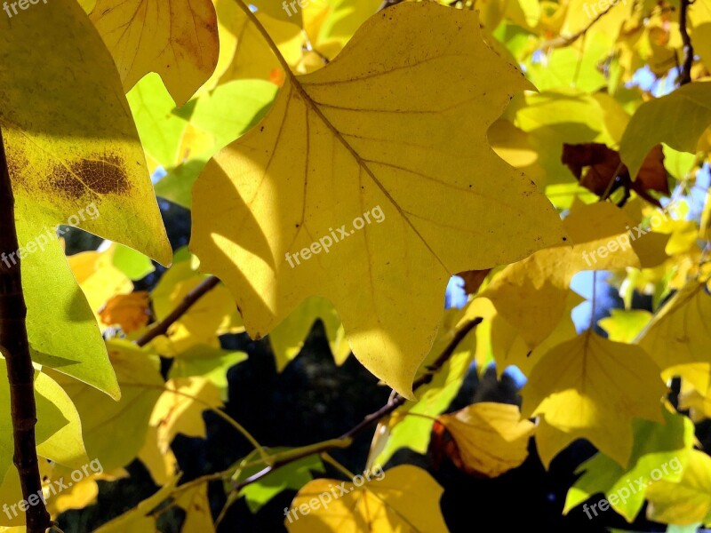 Autumn Leaves Leaf Fall Foliage Colors Of Autumn