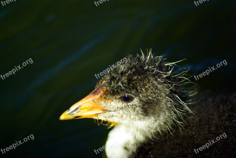 Coot Chicks Young Animal Species Water Bird