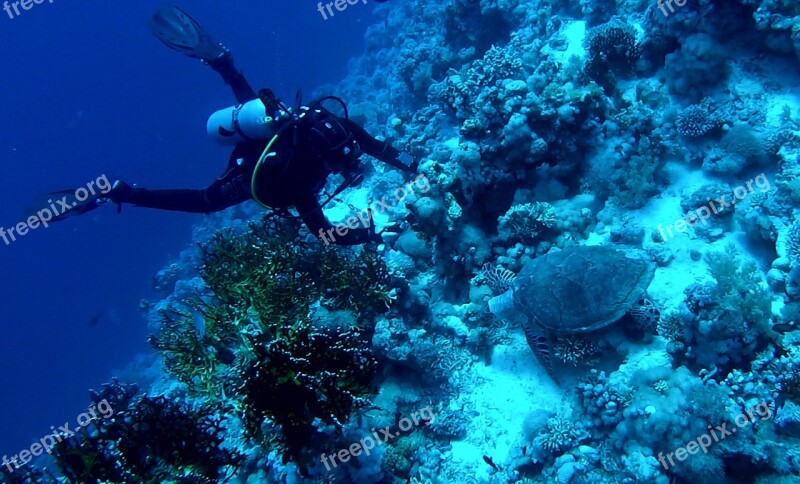 Diving Reef Underwater World Nature On Lake