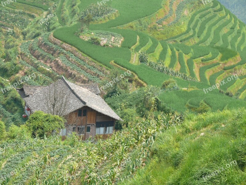 Tea Rice Wall Bars Longji China