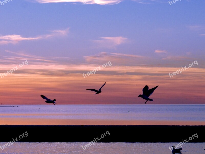 Seagulls Sunset Nature Sea Water