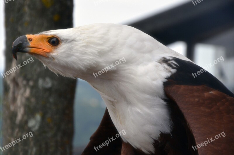 Adler Bird Raptor Falconry Portrait