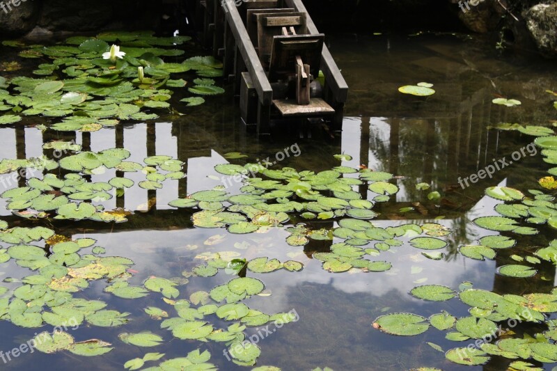 Ecology Natural Pond Water Plant Lily Pad