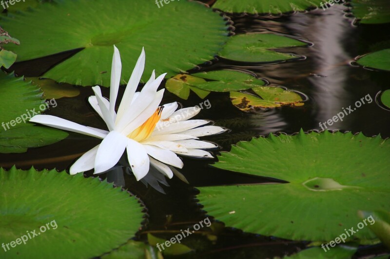 Lotus Ecology Pond Water Plant Lily Pad