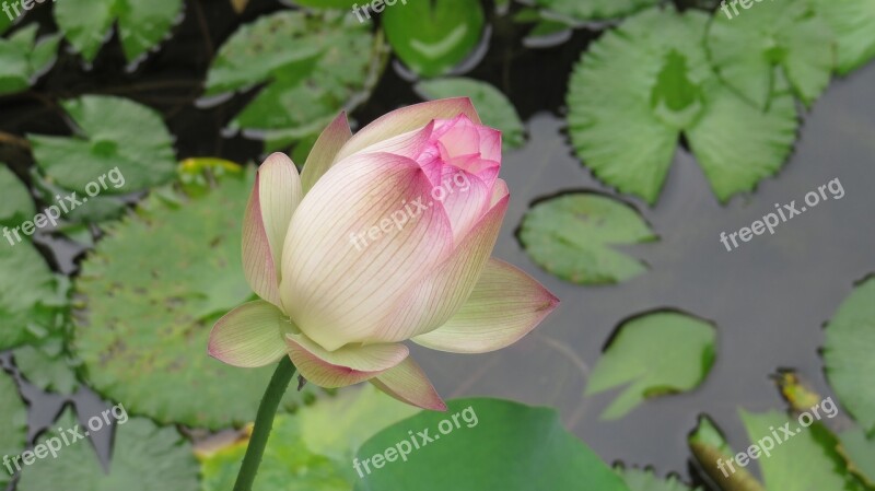 Lotus Ecology Pond Water Plant Lily Pad