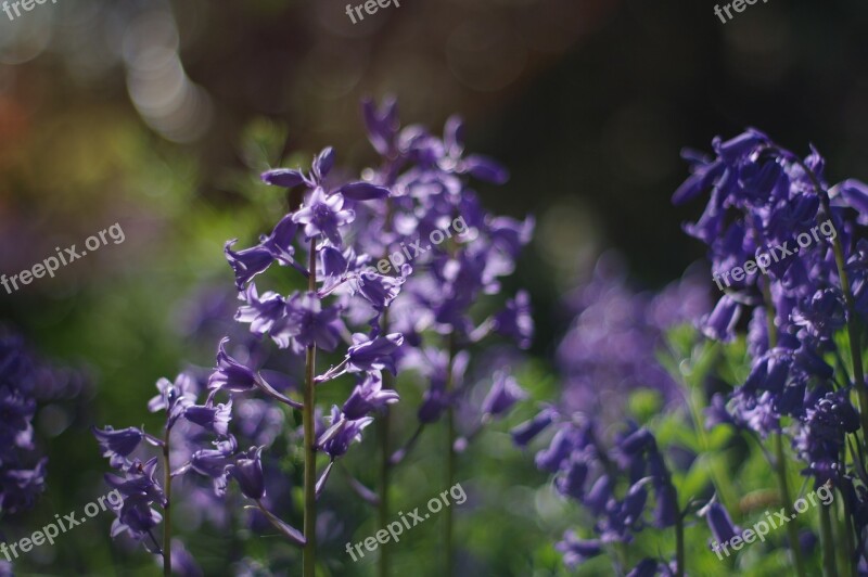 Purple Bluebell Spring Closeup Happy