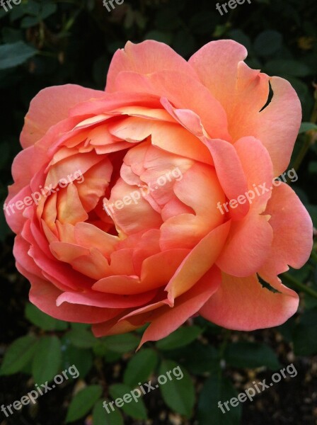 Flower Rose Coral Opening Love