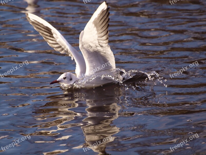 Seagull Water Animals Spetters Free Photos