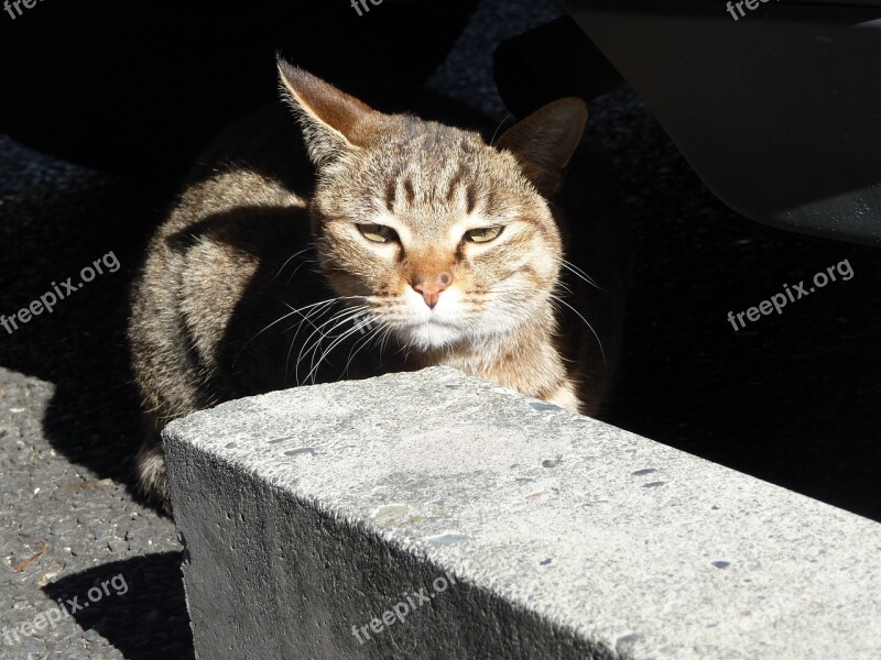 Cat Cute Parking Lot Kijitora Shadow