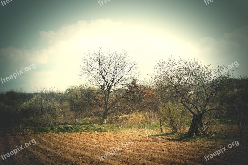 Furrow Village Spring Trees Landscape