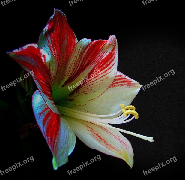 Amarylis Potted Plant Cut Flowers Red White