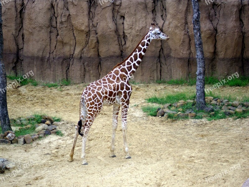 Giraffe Zoo Animal Safari Mammal Outdoor