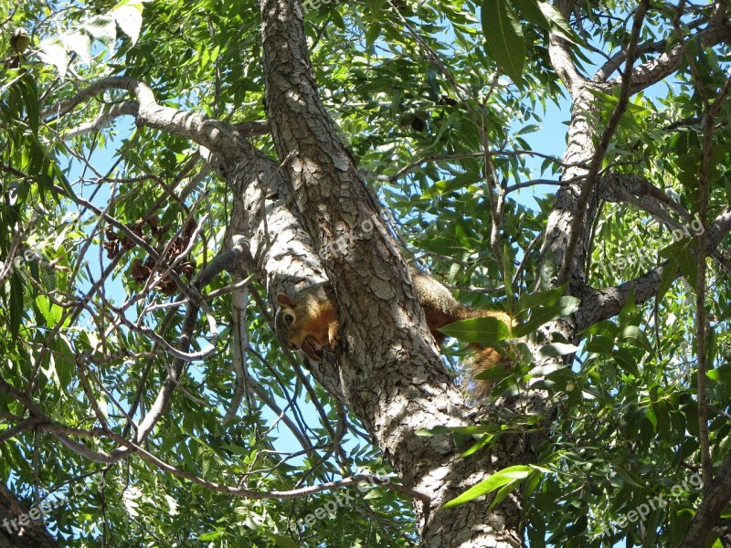 Squirrel Tree Pecan Animal Mammal