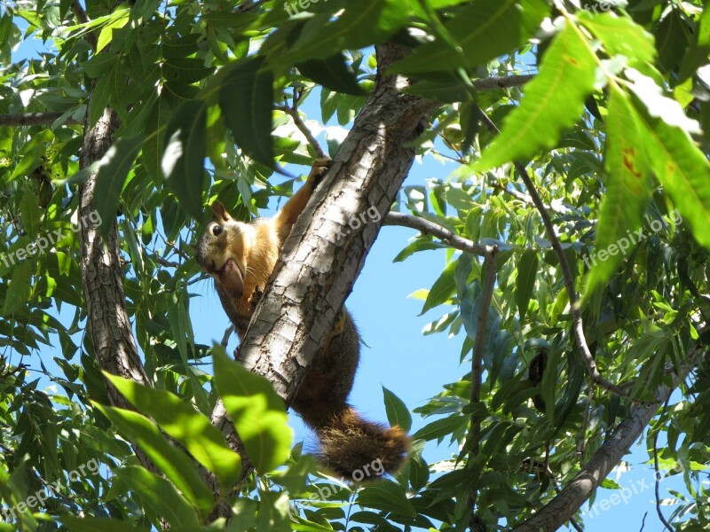 Squirrel Tree Pecan Animal Mammal