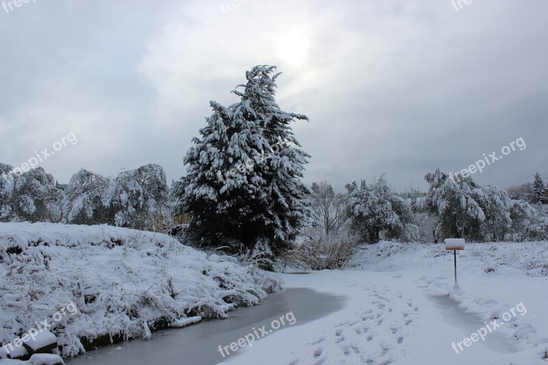 Winter Snow Cold Trees Nature