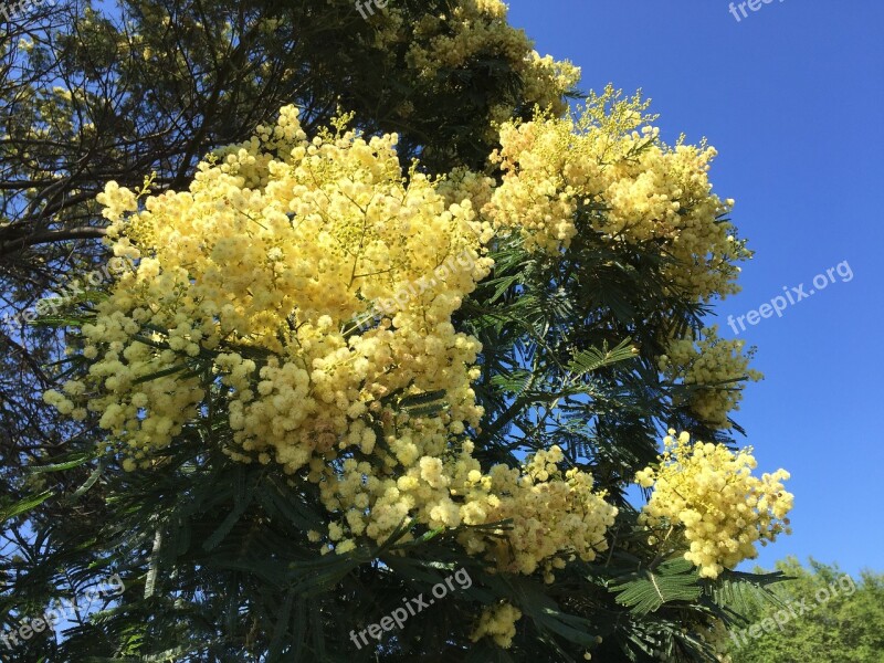 Mimosa Tree Flower Free Photos