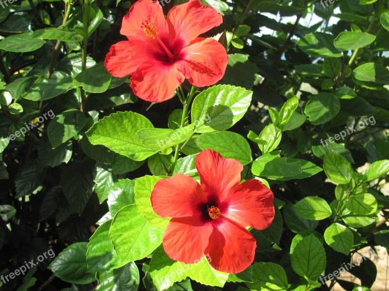 Hibiscus Flower Tree Flowering Tree Red