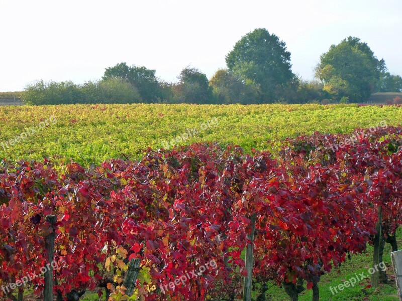 Vine Fall Vineyard Vine Leaves Autumn Leaves