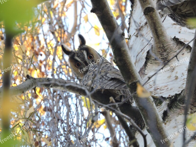 Owl Long-eared Owl Czech Budejovice South Bohemia Free Photos