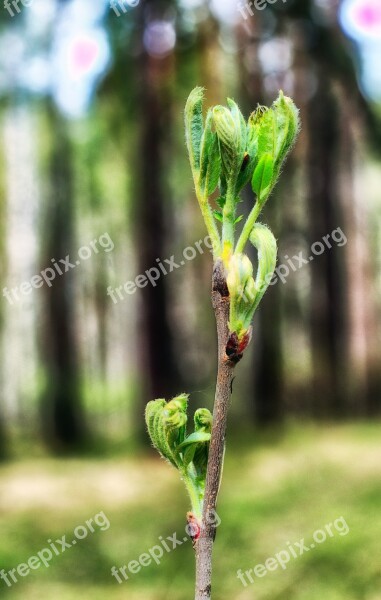 Spring Forest Shoots Nature Trees