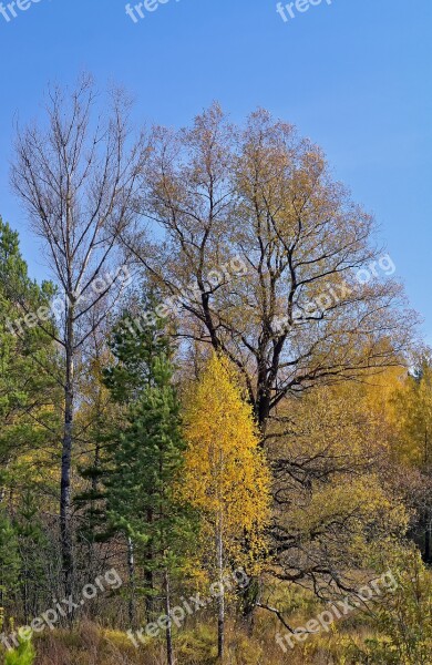 Autumn Forest Nature Golden Autumn Autumn Forest