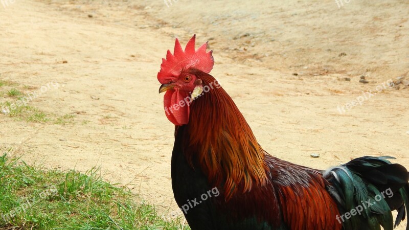 Cock Animal Feather Poultry Czech