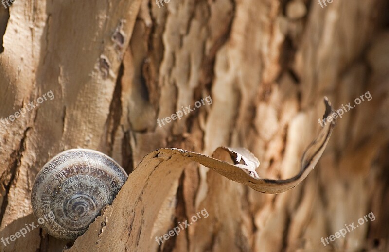 Snail Bark Tree Tree Bark Trunk