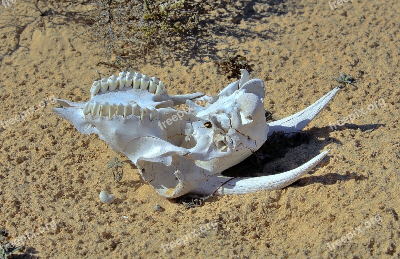 Goat Skull Skeleton Dead Head