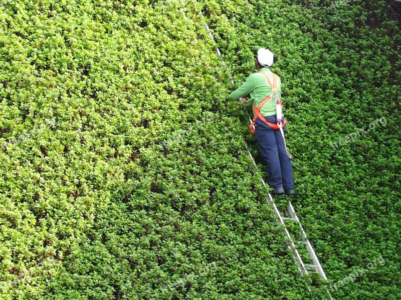 Green People Ladder Garden Green Wall