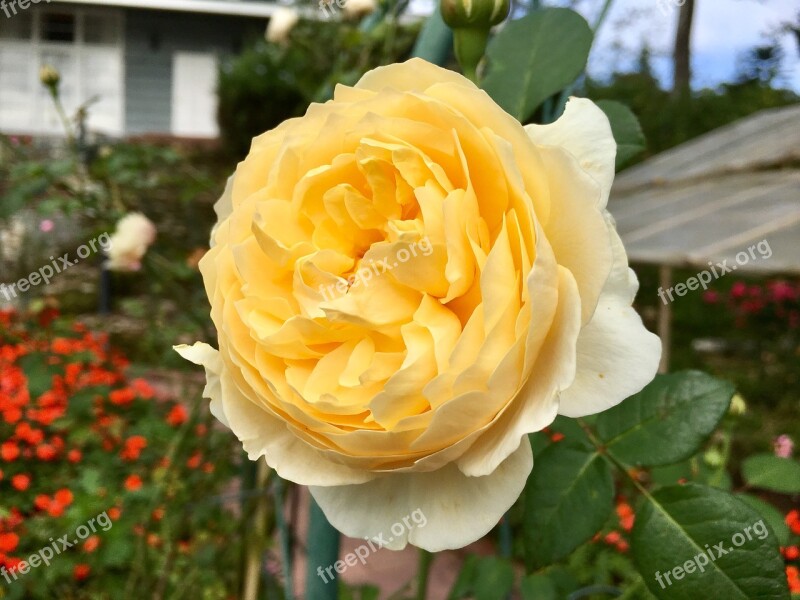 A Rose Yellow Rose Flowers Fresh Flowers Free Photos