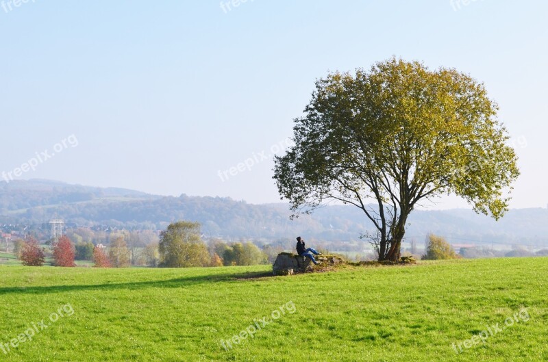 Tree Meadow Reverie Landscape Polyana