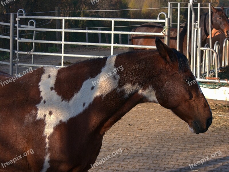 Horse Reitstall Farm Care Free Photos