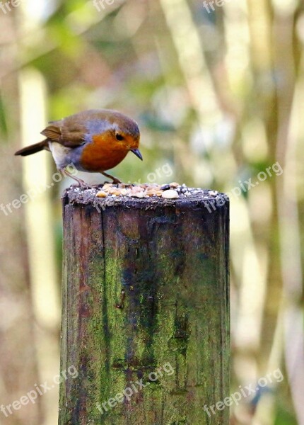 Robin Bird Nature Red Small