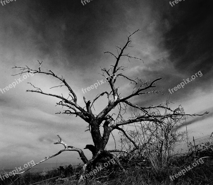 Tree Nature Dry Tree Black And White Autumn