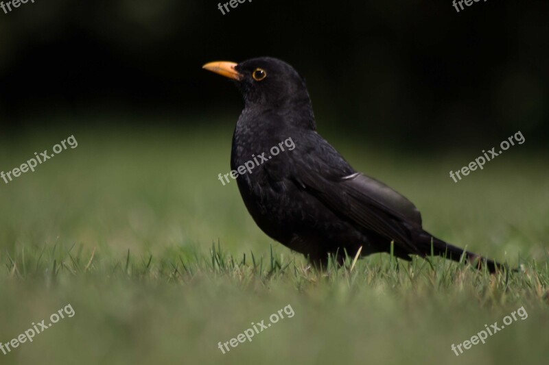 Blackbird Bird Animal Black Songbird