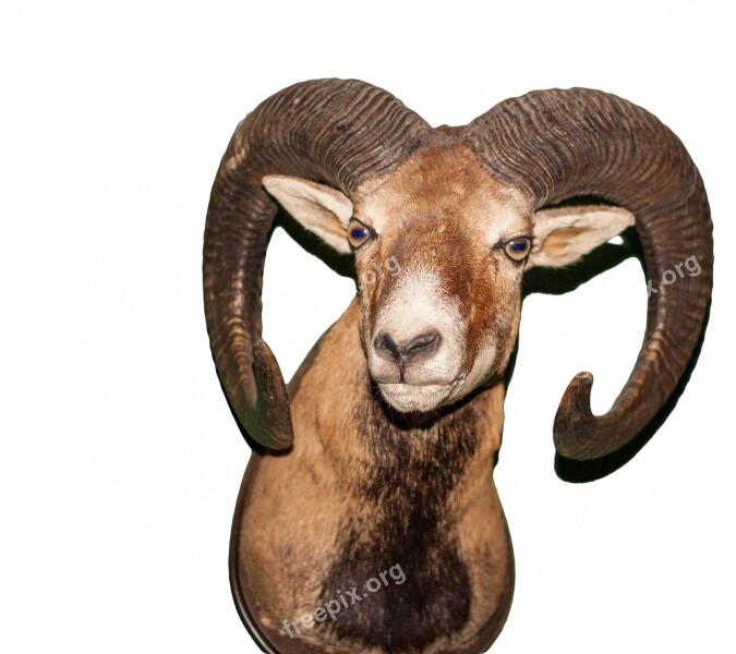 Aries Animal Bock Horns Ram