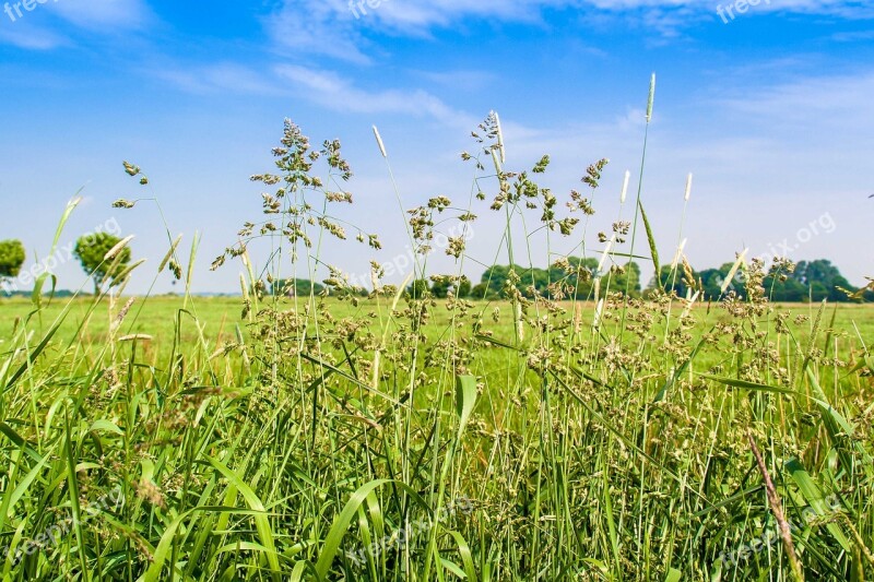 Meadow Sky Grass Landscape Summer