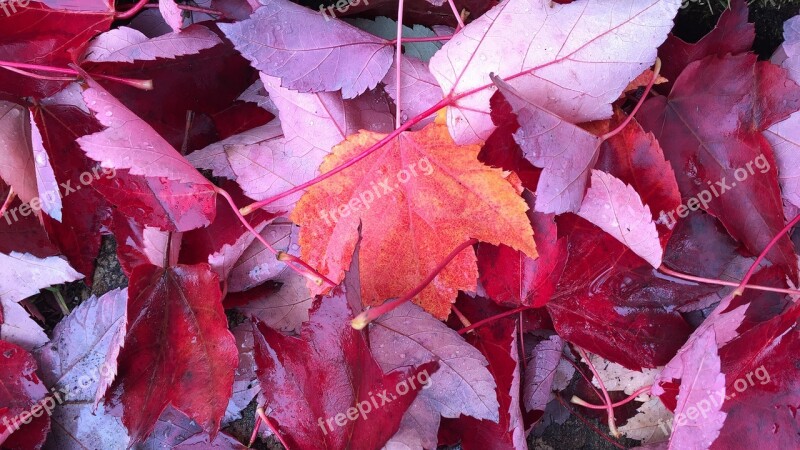 Thanksgiving Leaves Fall Autumn Red