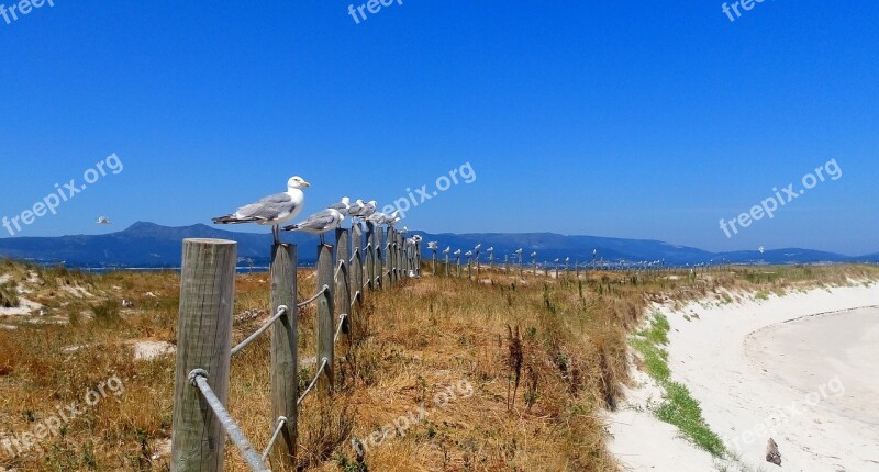 Seagulls Beach Fine Sand Arousa Areoso