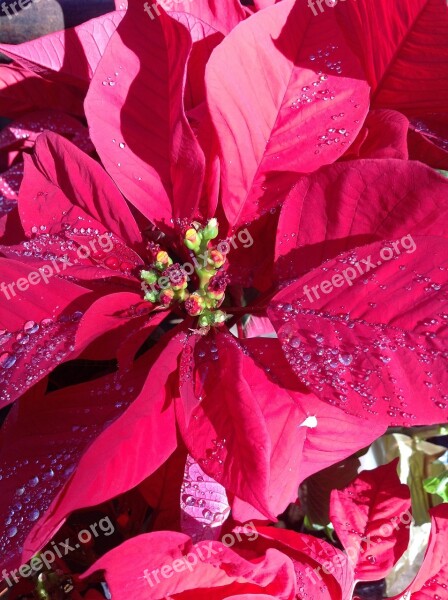 Poinsetta Christmas Flowers Xmas December