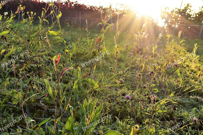 Meadow Nature Plant Flowers Wild Plants