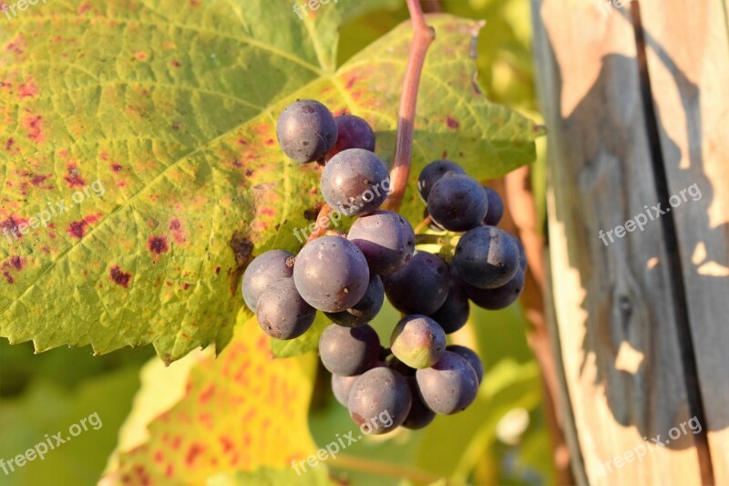 Grapevine Leaves Plant Winegrowing Autumn