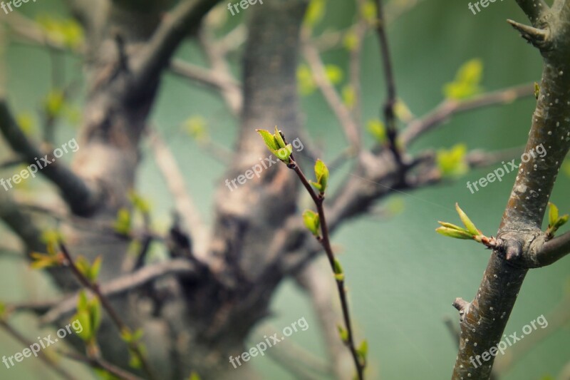 Leafs Green Nature Plant Tree