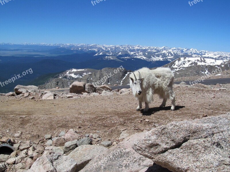 Mt Evans Colorado Goat Altitude