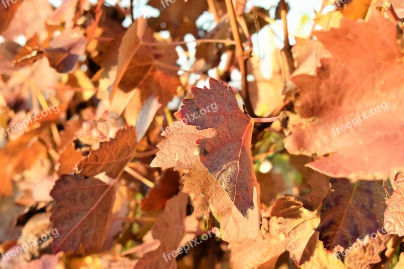 Grapevine Leaves Plant Winegrowing Autumn