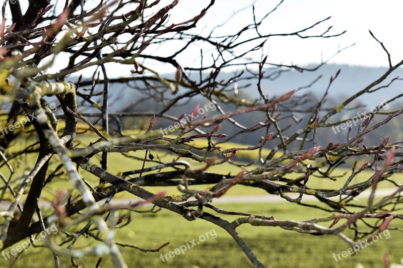 Nature Plant Tree Aesthetic Landscape