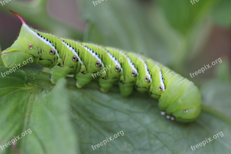 Caterpillar Nature Green Symmetry Insect