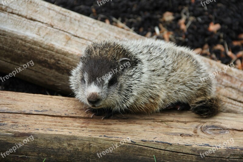 Baby Groundhog Lonely Animal Free Photos